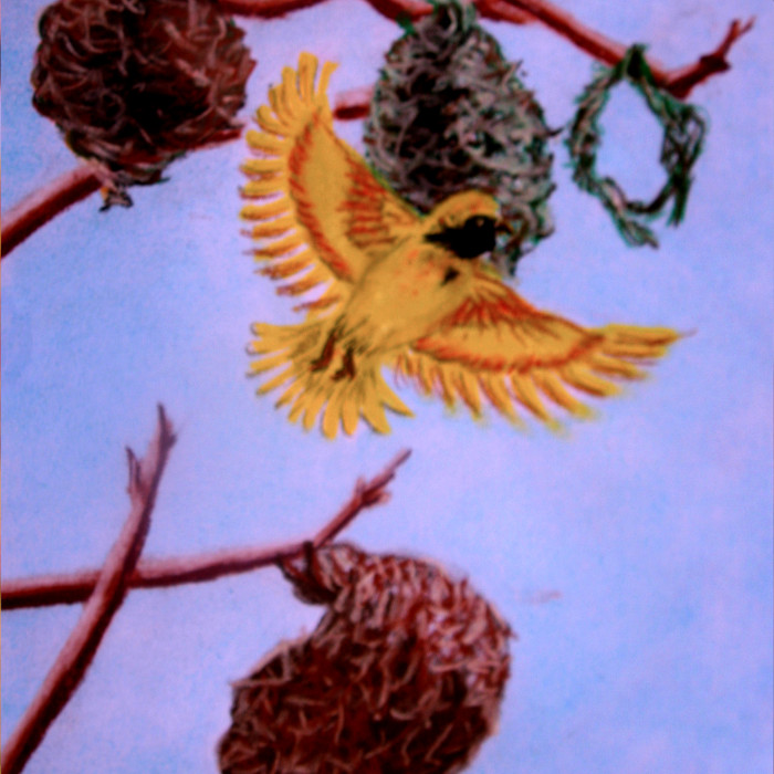 Southern Masked Weaver<br/>Pastel Painting on Paper
