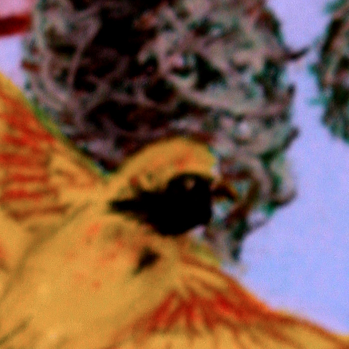Southern Masked Weaver Face Detail